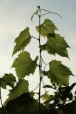 View full-size image Vitis × novae-angliae
