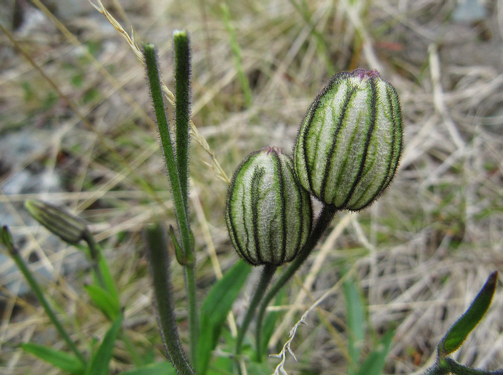 Image of Gastrolychnis uralensis specimen.