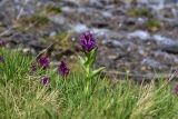 View full-size image Dactylorhiza euxina