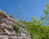 View full-size image Campanula komarovii