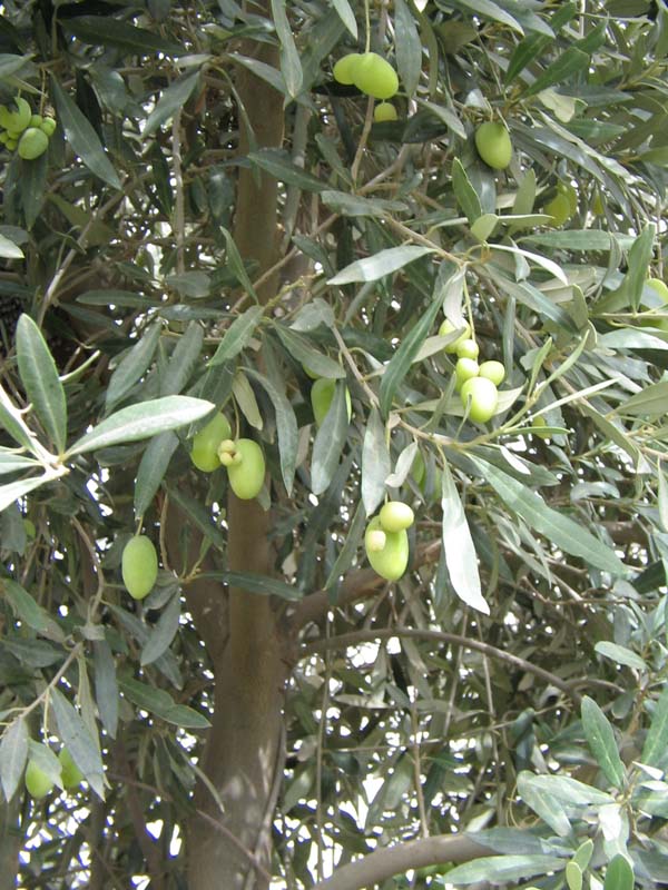 Image of Olea europaea specimen.