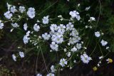 View full-size image Cerastium arvense