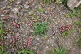 View full-size image Plantago atrata