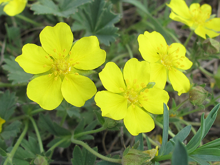 Image of Potentilla incana specimen.