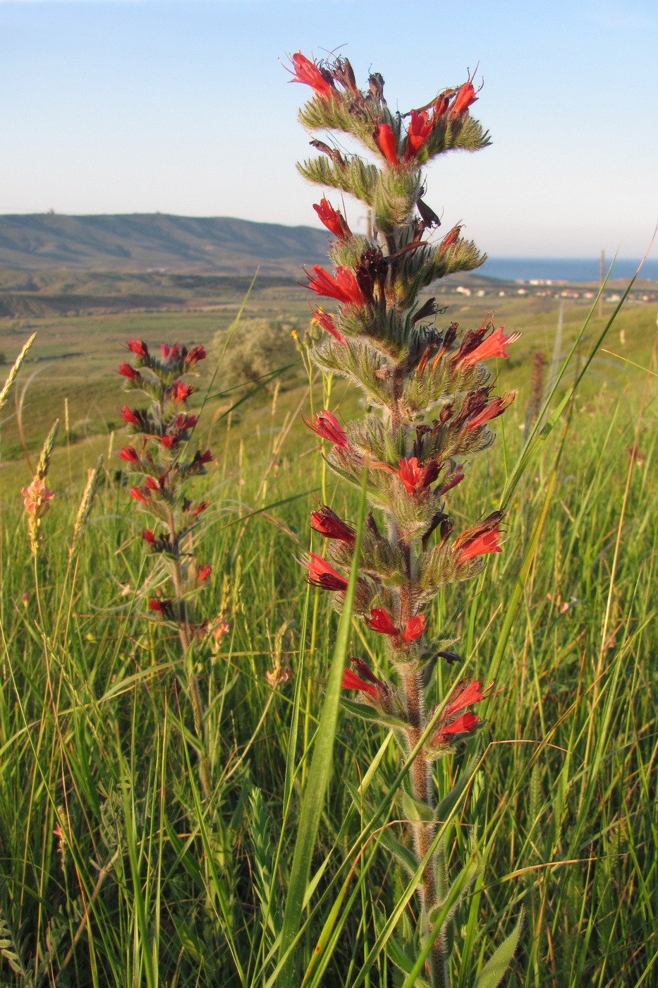 Изображение особи Echium popovii.