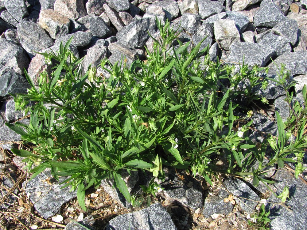 Image of Viola arvensis specimen.