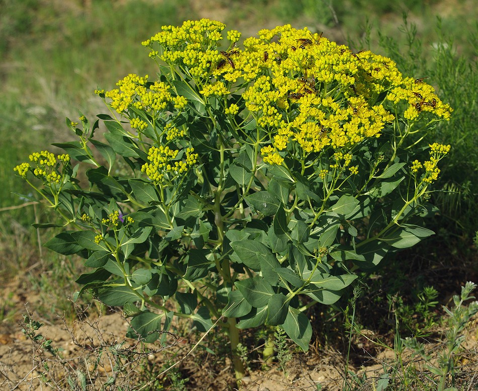 Image of Haplophyllum latifolium specimen.