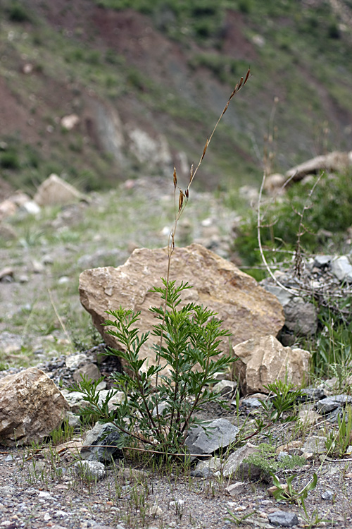 Image of Incarvillea olgae specimen.