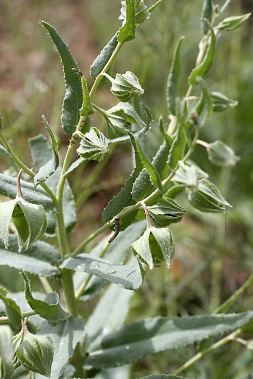 Image of Caccinia macranthera specimen.