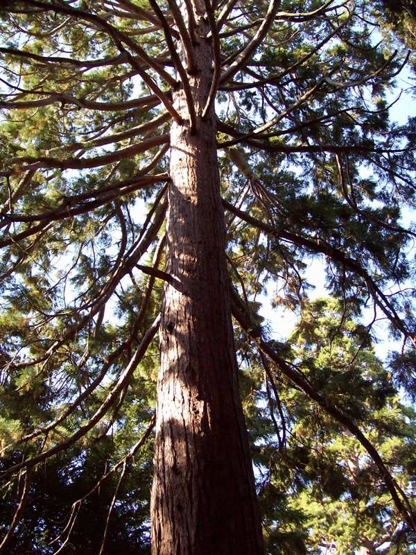 Изображение особи Sequoiadendron giganteum.