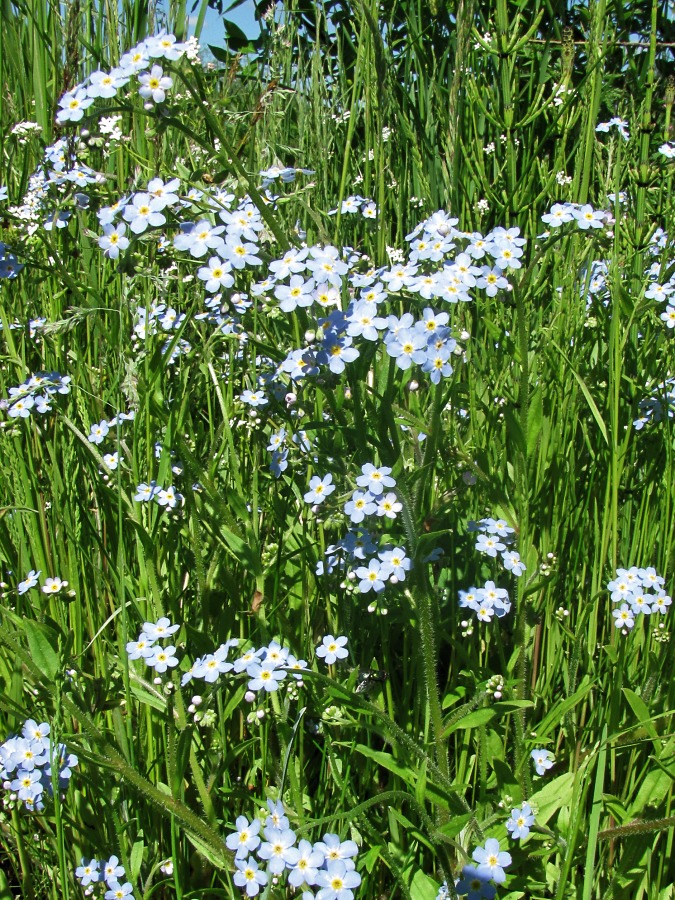 Image of Myosotis palustris specimen.