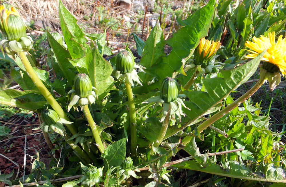 Изображение особи род Taraxacum.