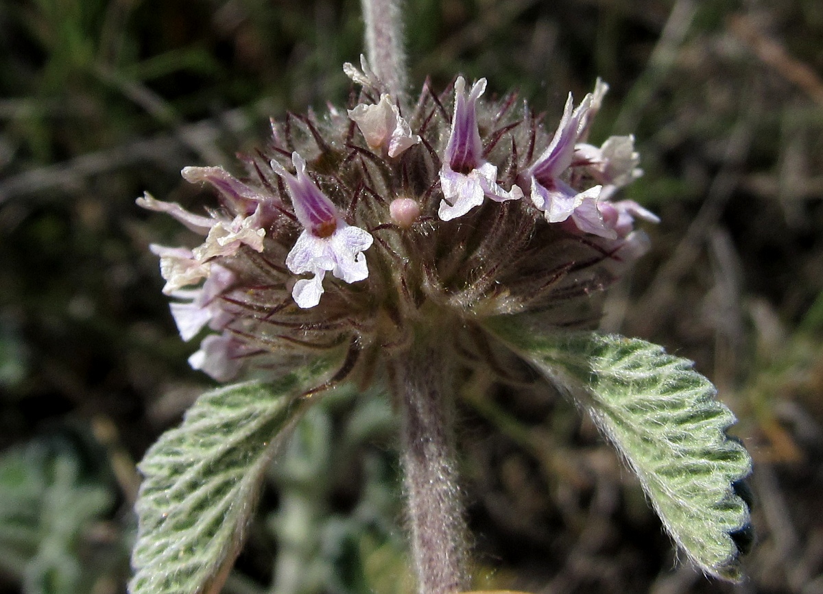 Изображение особи Marrubium supinum.