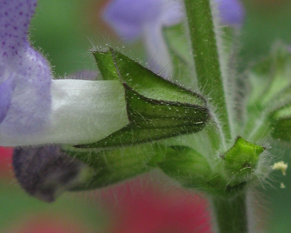 Image of Salvia forskahlei specimen.