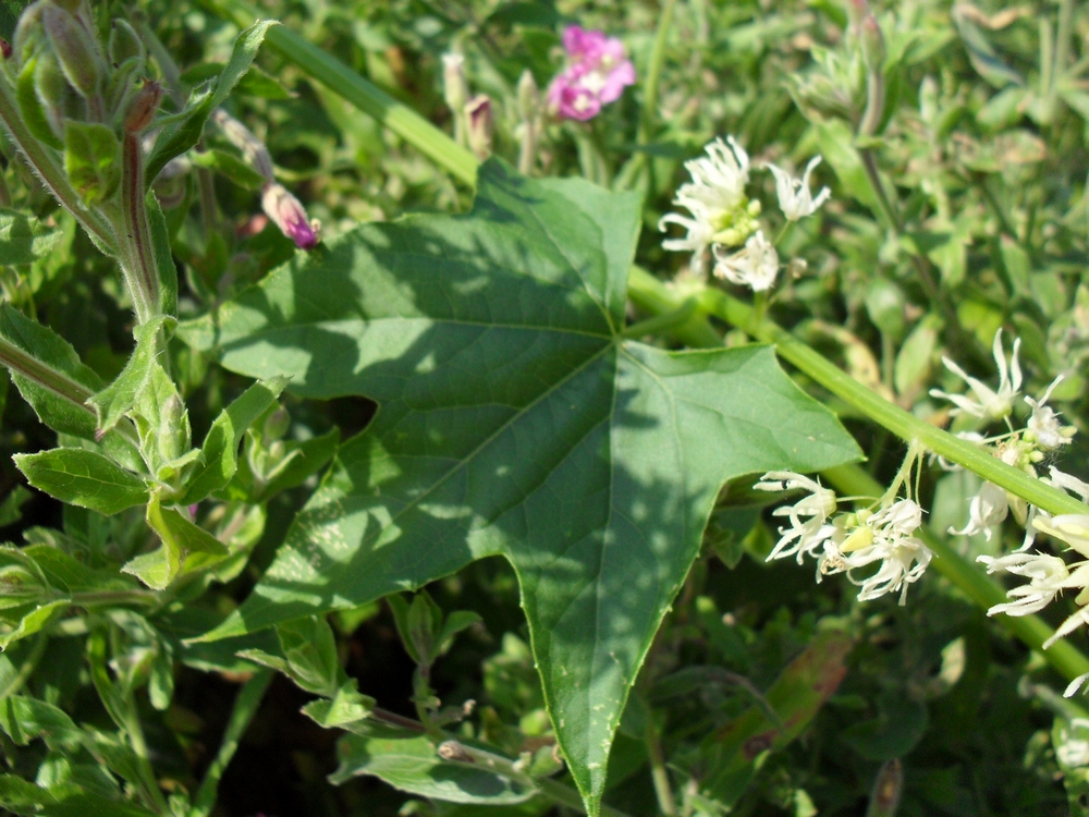 Изображение особи Echinocystis lobata.