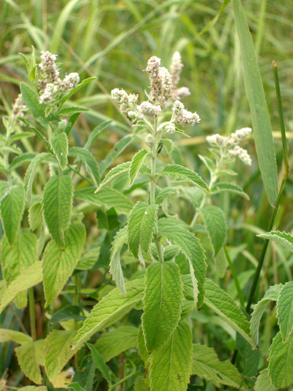 Image of Mentha longifolia specimen.