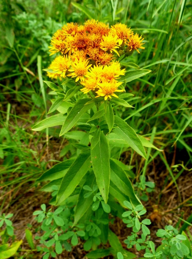 Изображение особи Inula germanica.