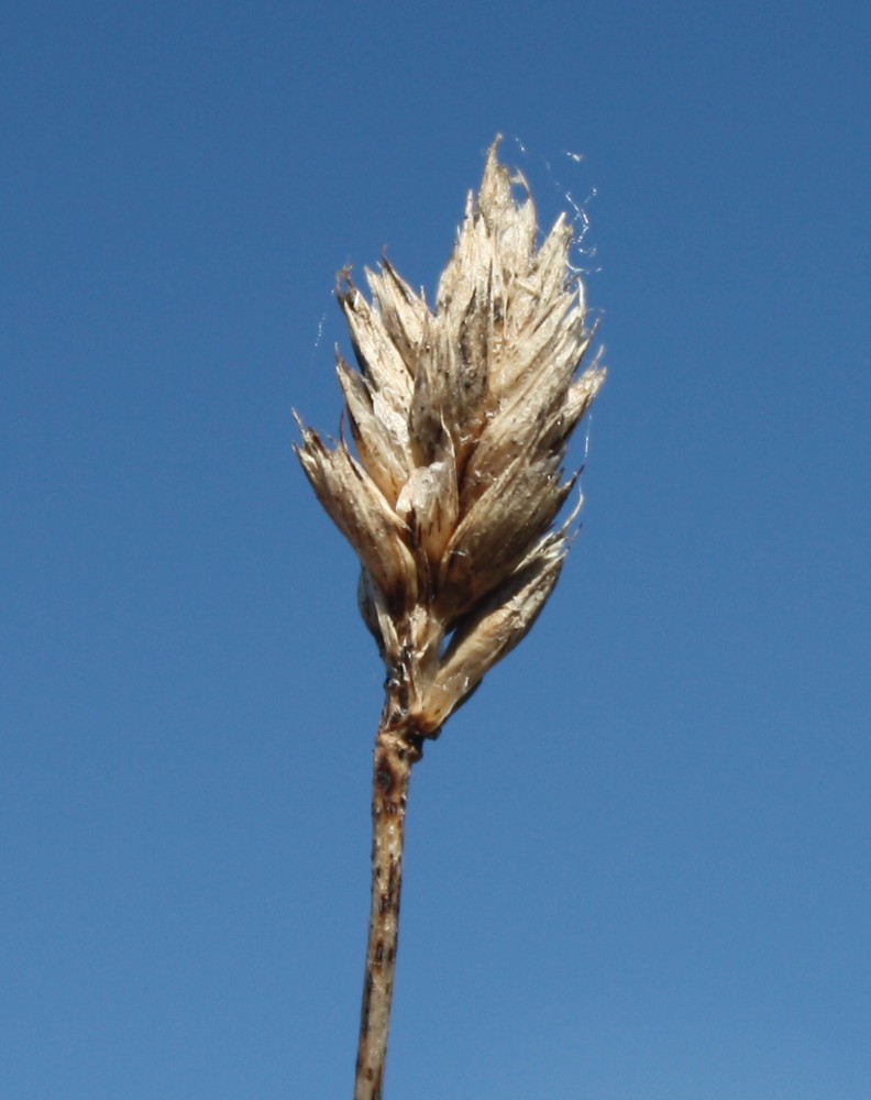 Изображение особи Sesleria caerulea.