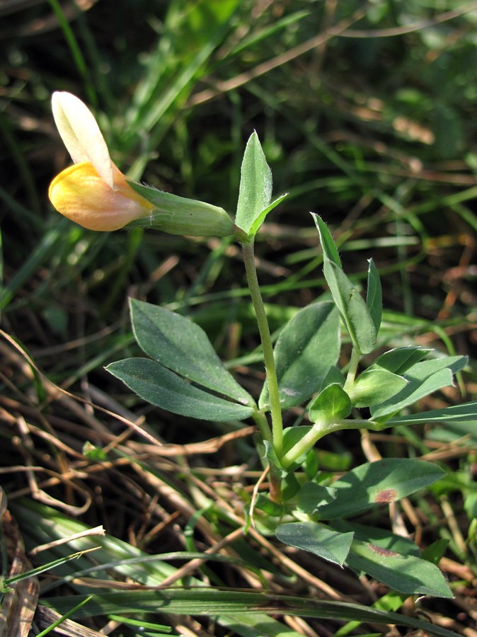 Image of Lotus maritimus specimen.