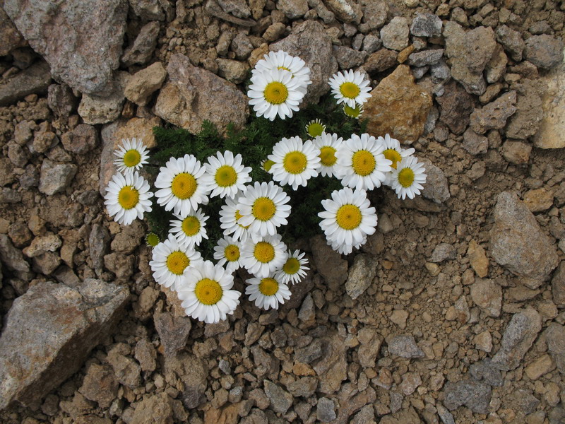 Image of Anthemis iberica specimen.