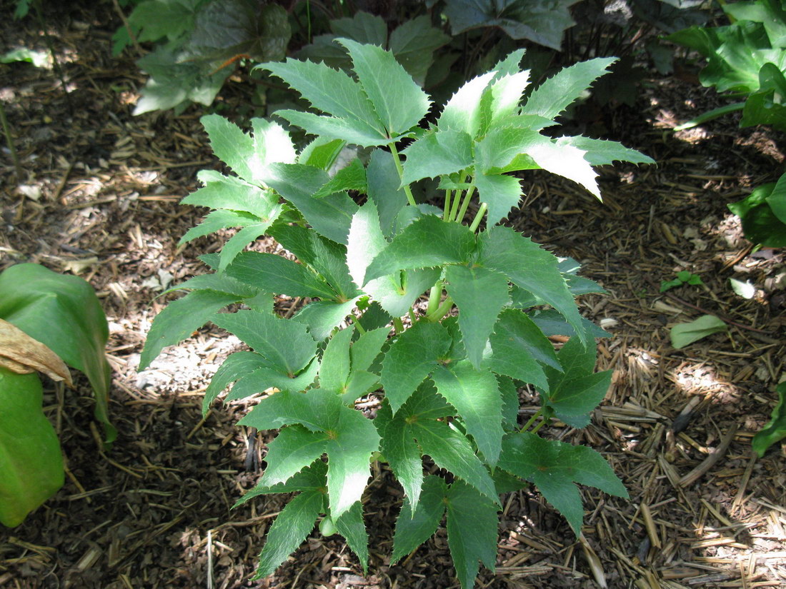 Image of Helleborus argutifolius specimen.