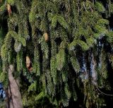 Picea sitchensis. Ветви с шишками. Германия, г. Krefeld, ботанический сад. 16.09.2012.