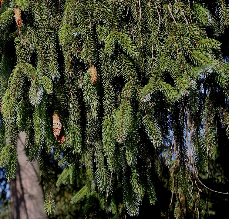 Изображение особи Picea sitchensis.