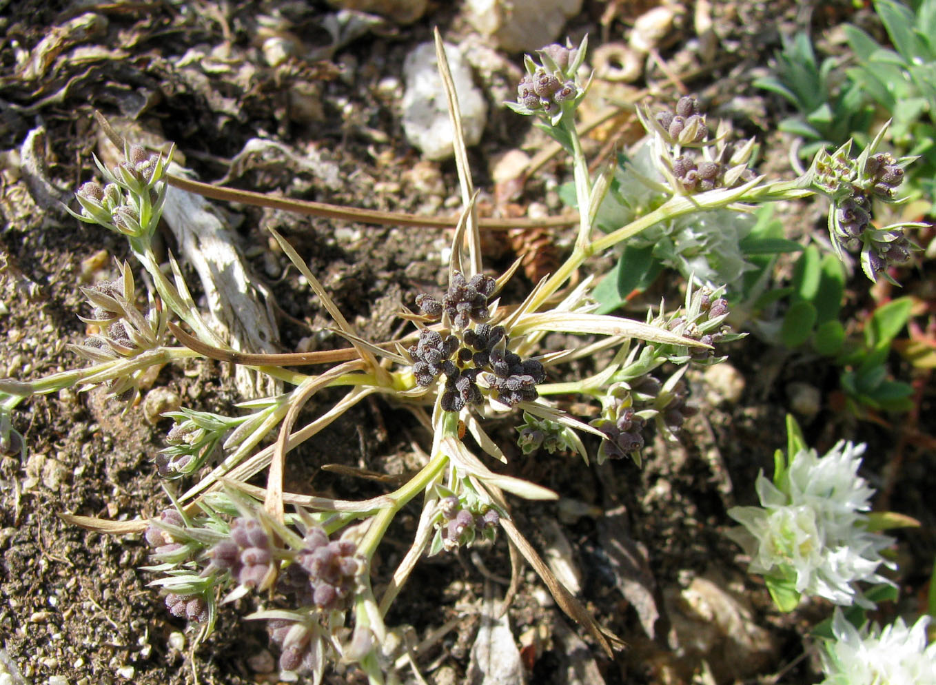 Image of Bupleurum semicompositum specimen.