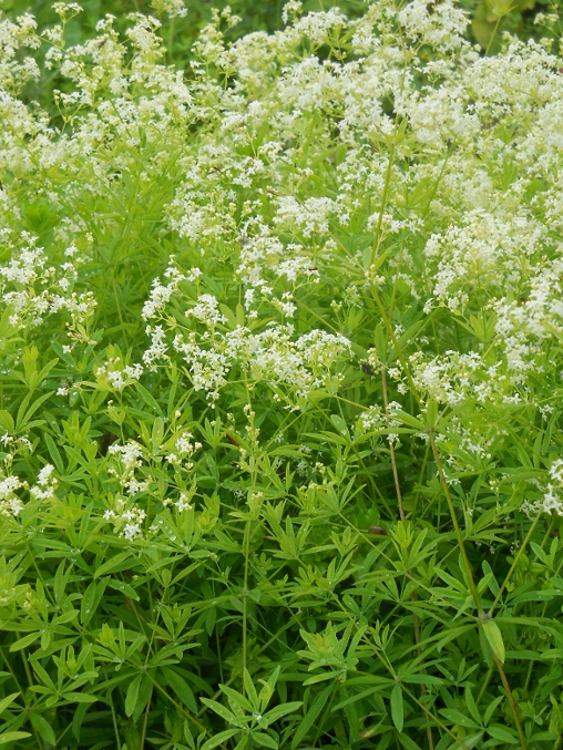 Image of Galium intermedium specimen.