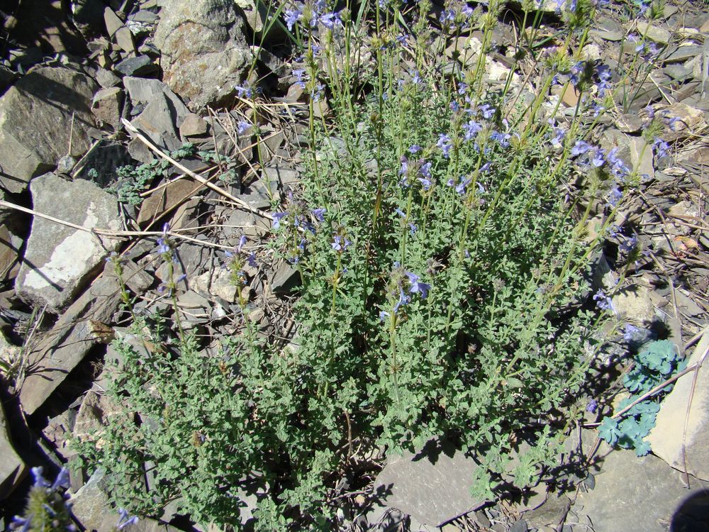 Изображение особи Nepeta pseudokokanica.