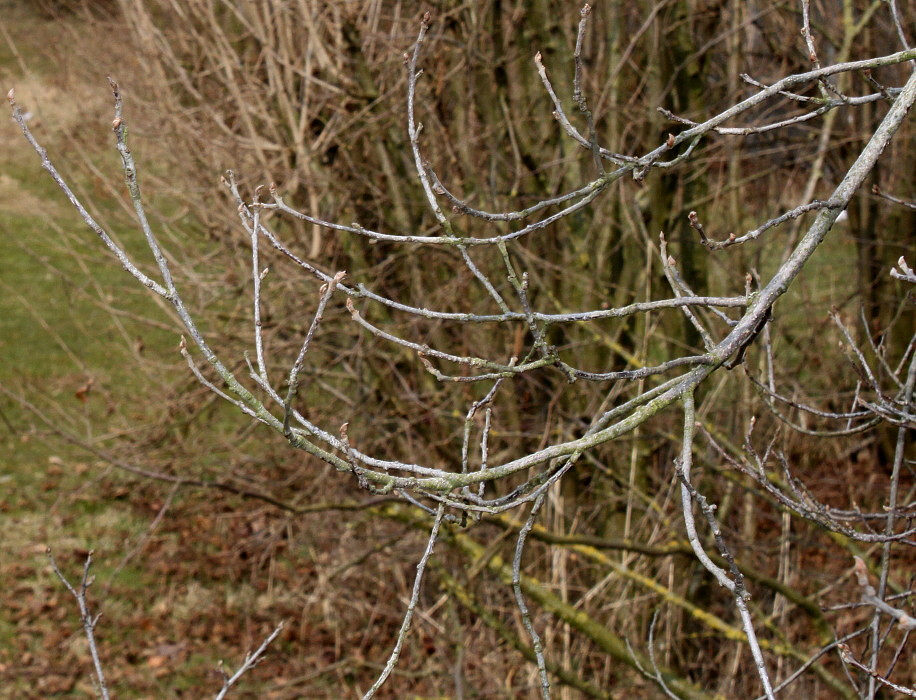 Image of Frangula alnus specimen.