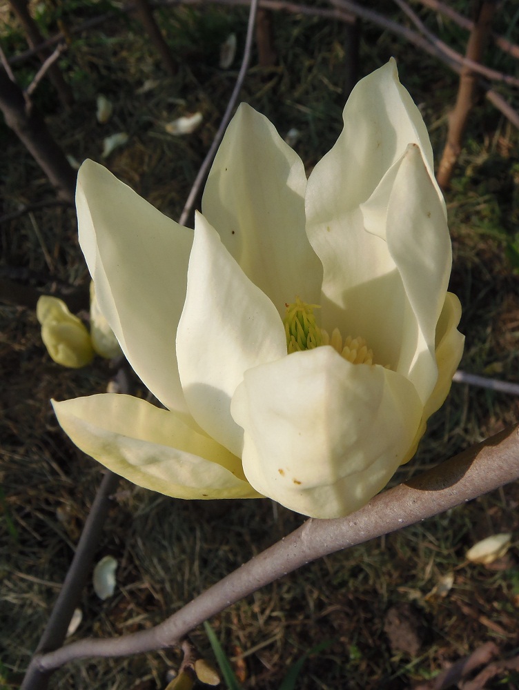 Image of genus Magnolia specimen.