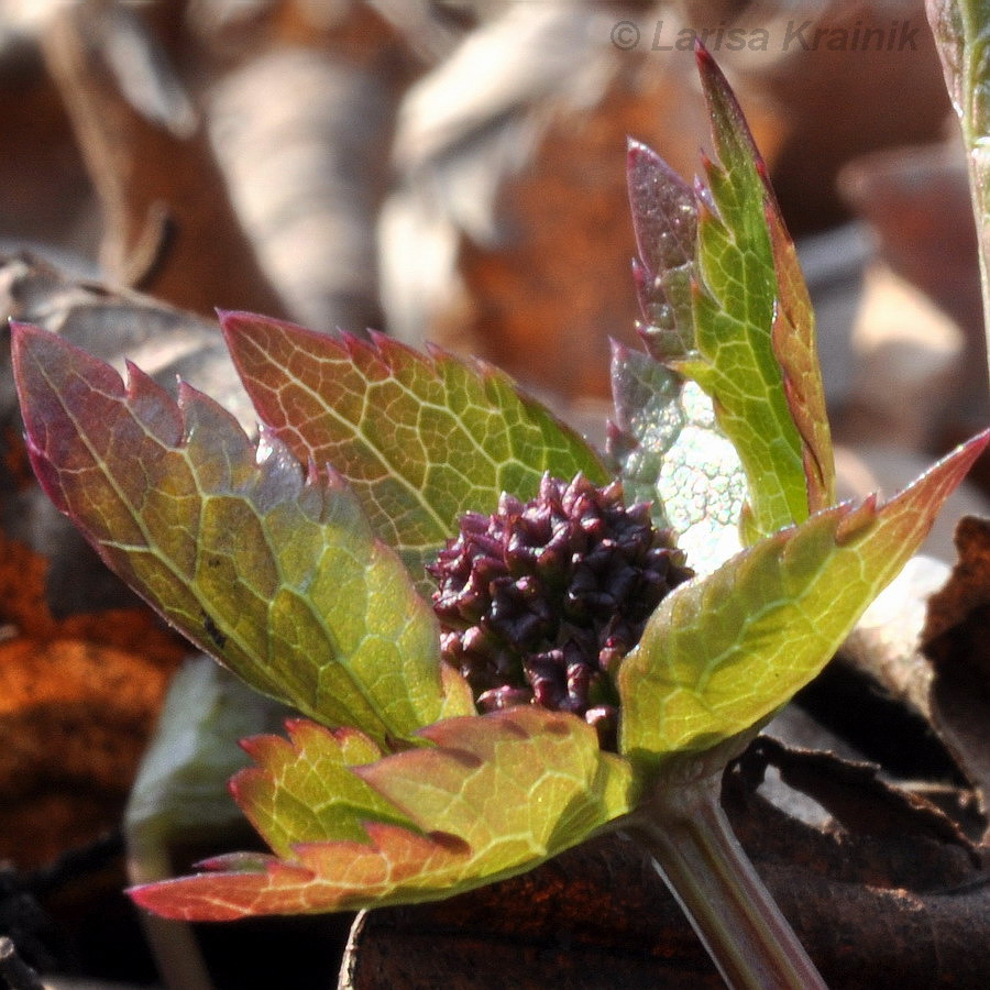 Изображение особи Sanicula rubriflora.