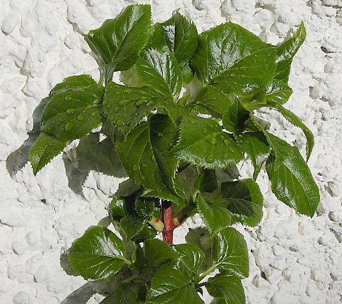 Image of Hydrangea petiolaris specimen.