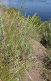 Phleum phleoides. Цветущее растение. Украина, г. Запорожье, о-в Хортица, восточный берег, севернее моста Б.Преображенского. 27.05.2013.