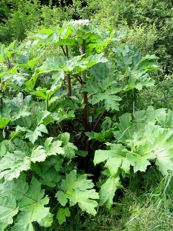 Image of genus Heracleum specimen.