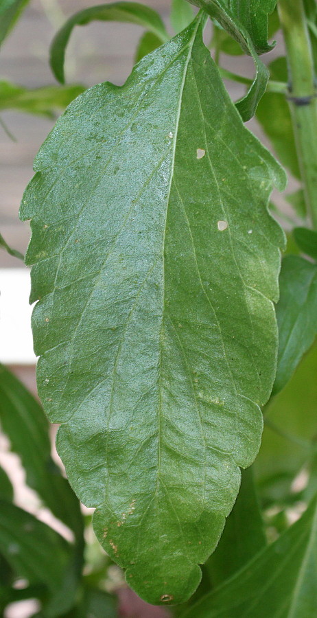 Image of Salvia farinacea specimen.