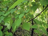 Actinidia polygama. Лиана с созревающими плодами. Владивосток, Ботанический сад-институт ДВО РАН, лесной массив. 22 сентября 2013 г.