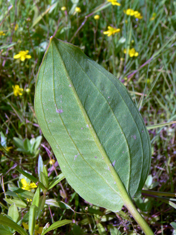 Image of Alisma plantago-aquatica specimen.