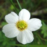 Callianthemum isopyroides. Цветок. Республика Бурятия, Баунтовский эвенкийский р-н, окр. пос. Северный, долина р. Има, опушка леса. 27.06.2013.