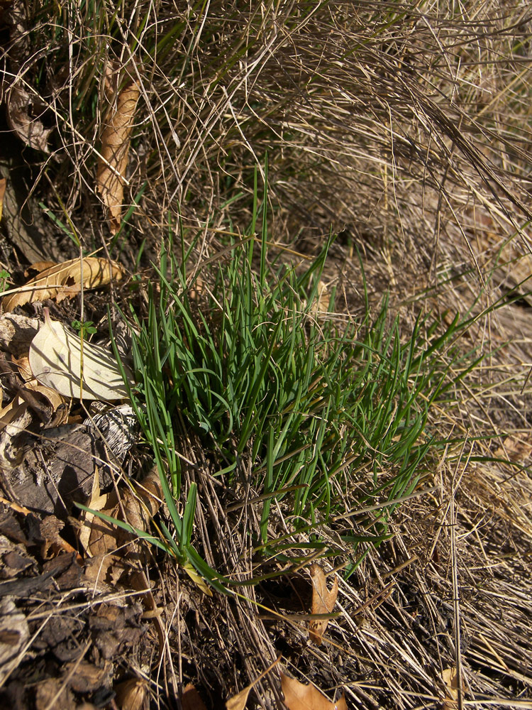 Image of Poa nemoralis specimen.