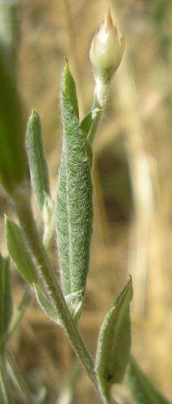 Image of Xeranthemum annuum specimen.