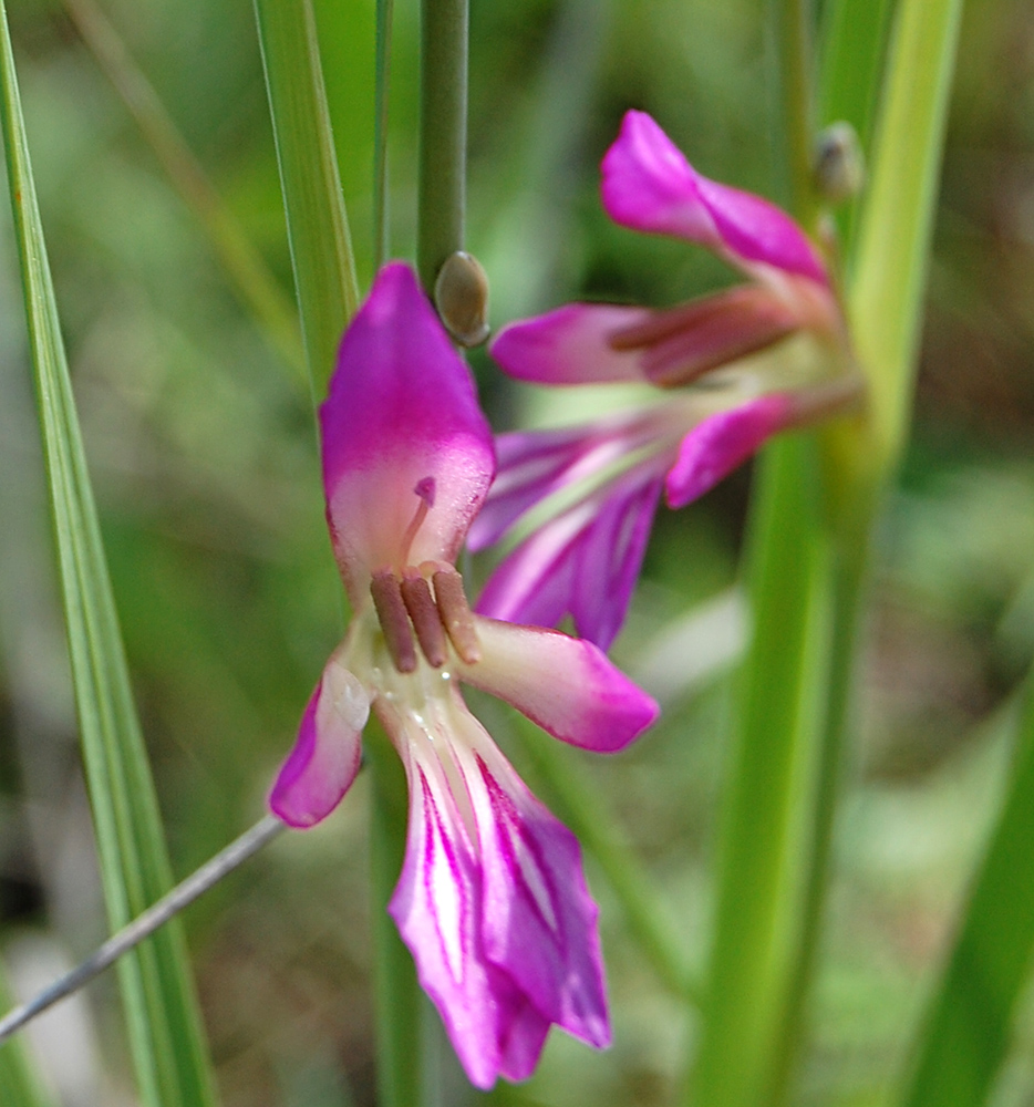 Изображение особи Gladiolus italicus.