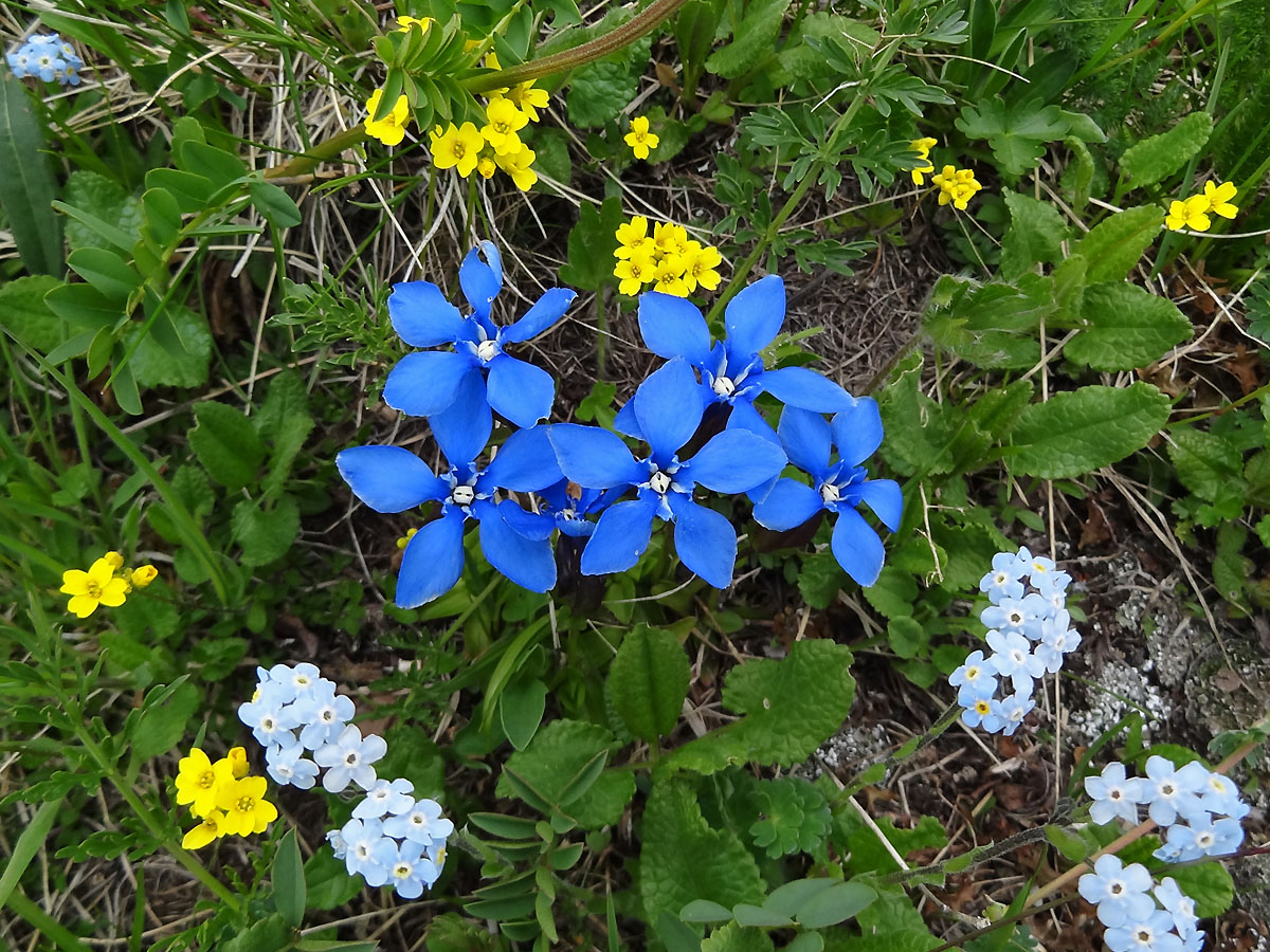 Горный лечебный цветок синий