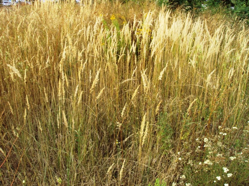 Image of Calamagrostis epigeios specimen.