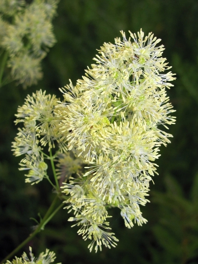 Image of Thalictrum lucidum specimen.