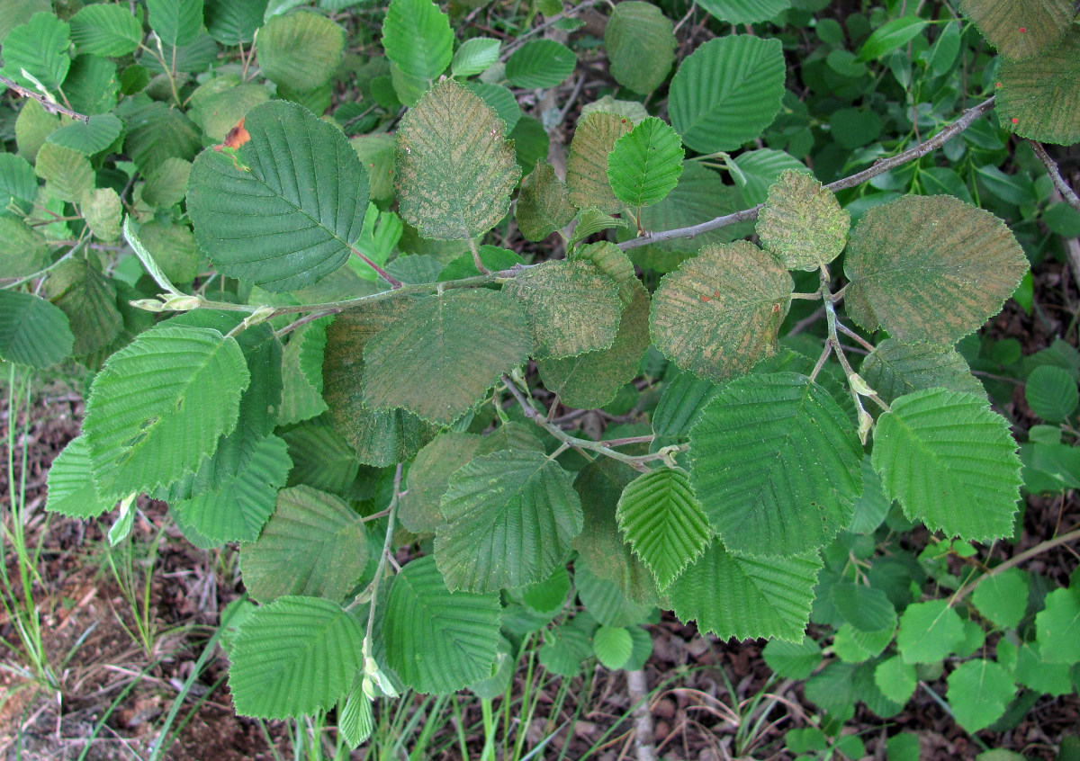 Image of Alnus incana specimen.