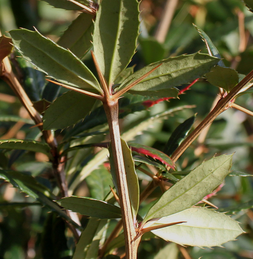 Image of Berberis veitchii specimen.