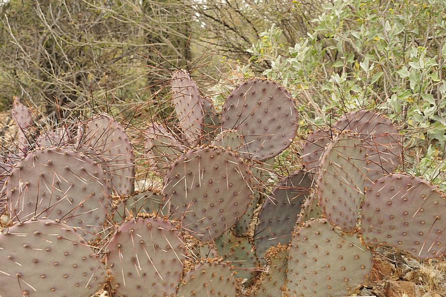 Image of Opuntia macrocentra specimen.