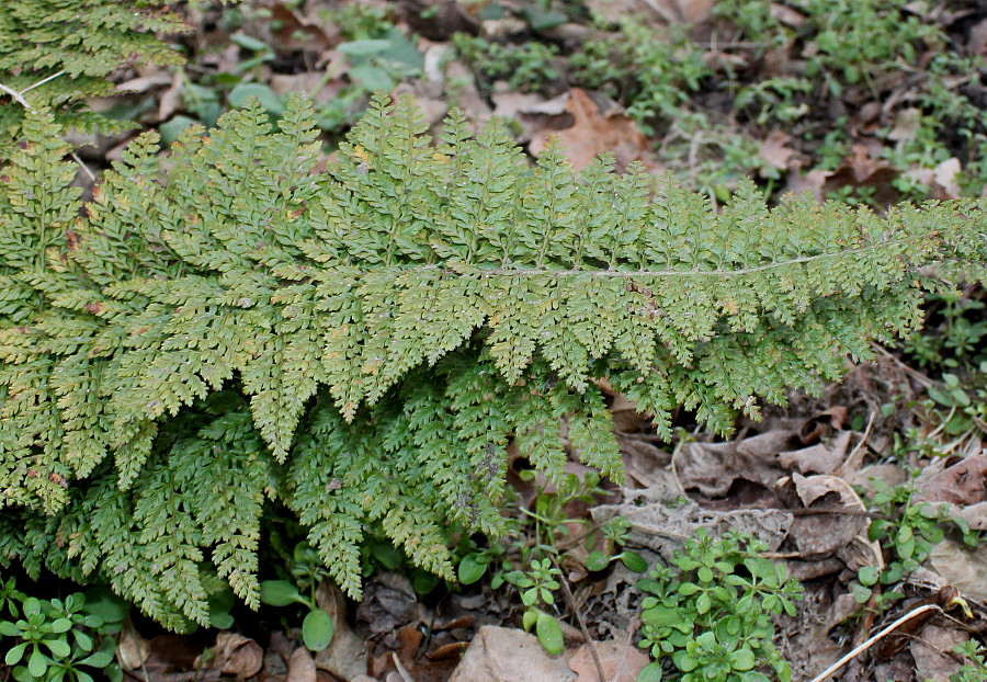 Image of Polystichum proliferum specimen.